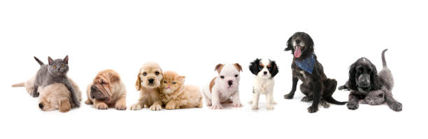 Differents dogs and cats, looking at camera isolated on a white background Differents dogs and cats, looking at camera isolated on a white background. mini shar pei puppies stock pictures, royalty-free photos & images