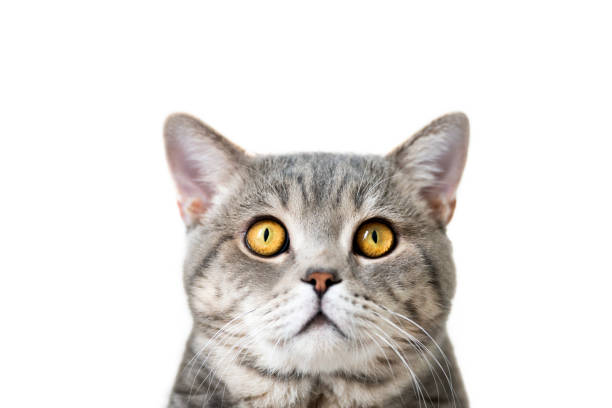 istock Grey color British Shorthair cat portrait 1396133619