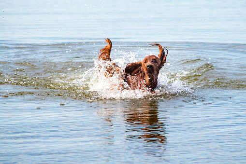 Wet Irish Setter dog  jumping with water splashes playing in the water of the beach