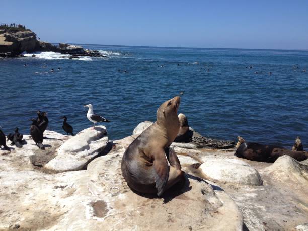 istock La Jolla Beach Sea Lions 1396133842