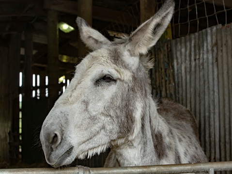 Donkey looking you
