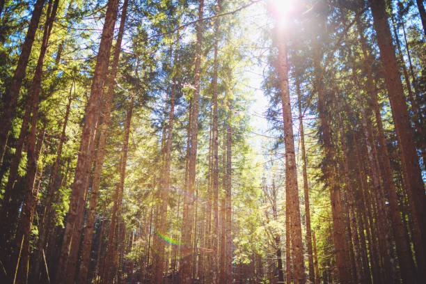istock Sunlight falls through the tall fir trees in the Bavarian Forest 1396135841