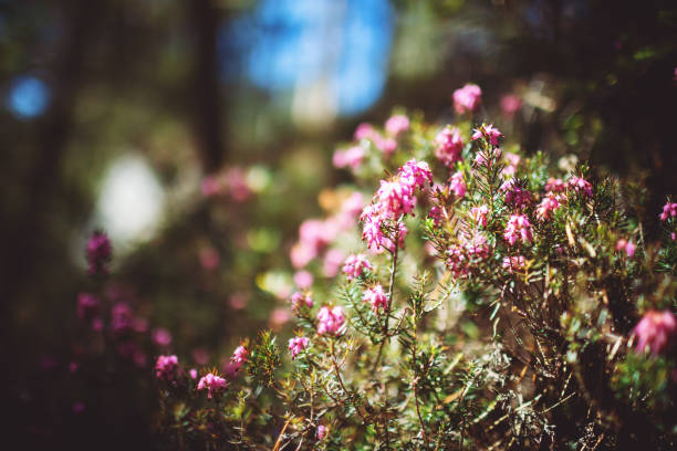 Heather by the way in Bavarian Forest in Germany