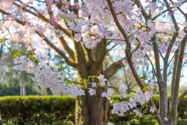 istock Cherry Blossoms at High Park, Toronto, Ontario, Canada 1396136222