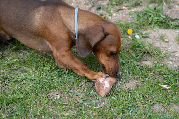 istock Red dachshund holds a bone in its teeth 1396136969