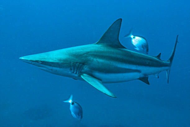 istock Shark dive in South Africa 1396137007