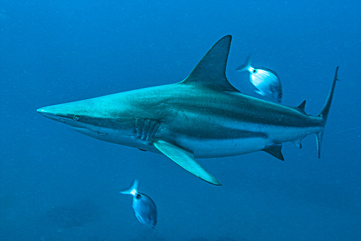 A Shark in South Africa