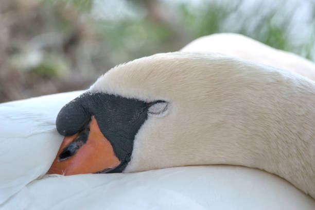 Swan sitting beside Yellowstone Lake in Yellowstone National Park, in Wyoming, USA