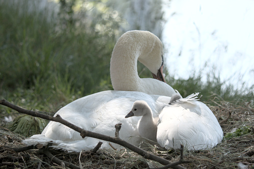 3 cygnets hatched with 3 eggs to go. Mother standing up to check progress