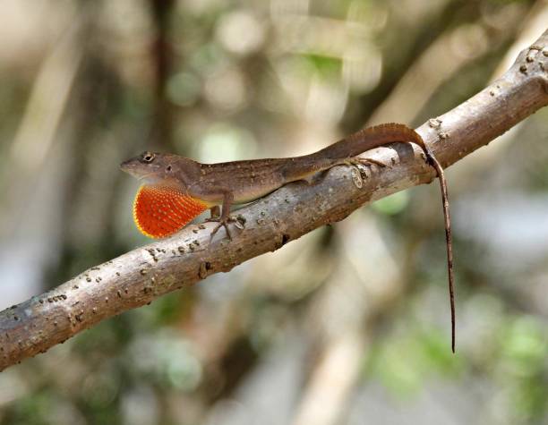 istock Brown Anole (Anolis sagrei) resting on a branch with extended dewlap 1396138653