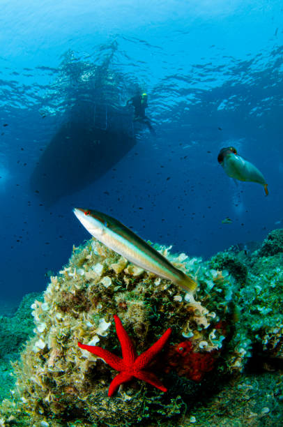 istock An underwater landscape in the Aegean 1396139164