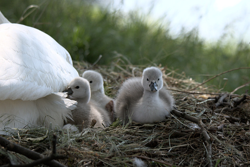 Young adult male mute swan