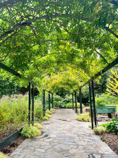istock Wisteria covered pergola with stone pathway 1396139785