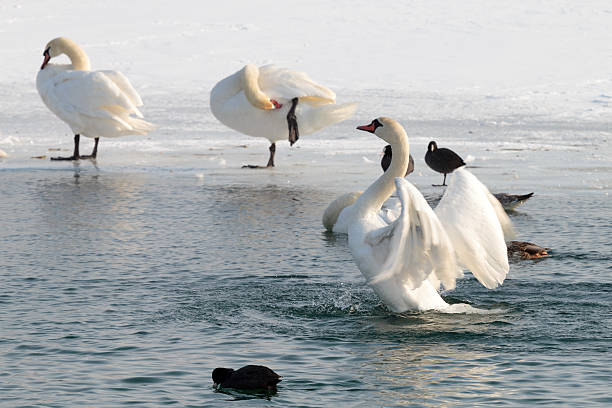 istock Swans on a frozen lake 139614035