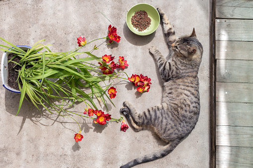 Madrid, Spain. May 1 2022. Top view of cat lying and relaxed resting outside garden next to bowl with food and pots with freesia plants.