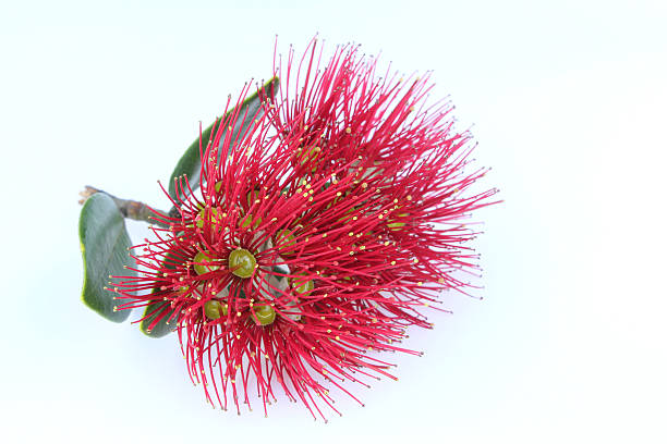 Crimson pohutukawa blossom. stock photo