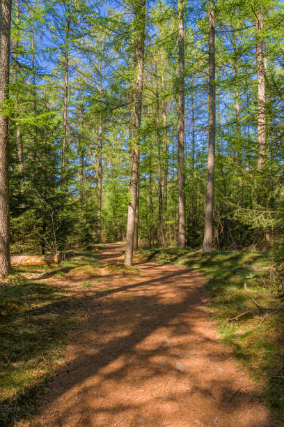 istock path in the forest on a sunny day 1396141378