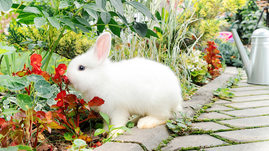 White rabbit eats plants in a beautiful flower garden outdoors. A dwarf rabbit as a pet in a family living outside the city. Baby bunny helps to care for a blooming garden on a summer day.