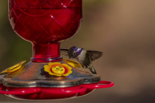 istock Costa's Hummingbird at a Feeder 1396141475