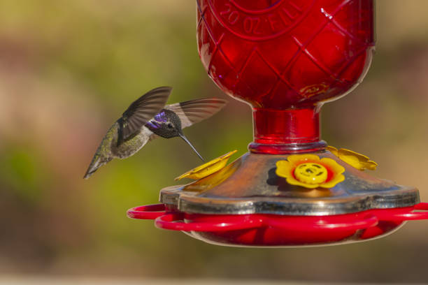 Amazilia hummingbird (Amazilis amazilia) flying by a nectar feeder, Mindo cloud forest, Ecuador.