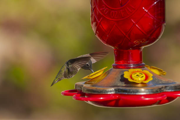 istock Costa's Hummingbird at a Feeder 1396141483