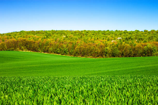 wheat fields - ukraine nature imagens e fotografias de stock