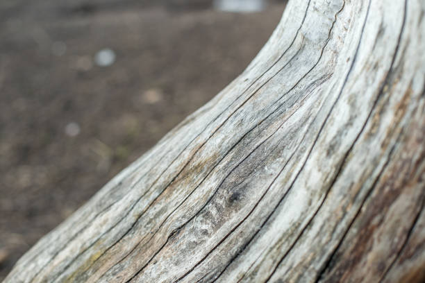 istock Background with texture of old cracked gray wood. 1396141645
