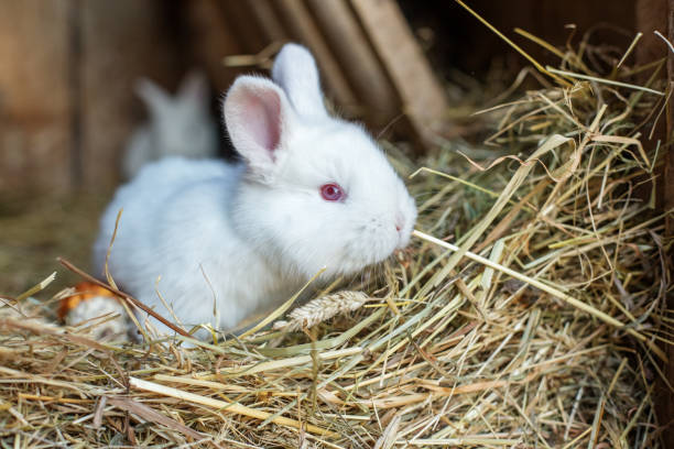 istock Little cute fluffy white rabbit eats hay in a cage. Life on the farm. 1396141667