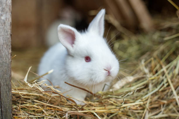 istock Little cute fluffy white rabbit eats hay in a cage. Life on the farm. 1396141668