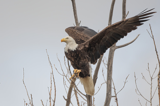 Bald Eagle on perch taking flight to move to another tree closer to the nest in central Montana of the United States of America (USA). Nearest towns are Billings and Roundup, Montana.