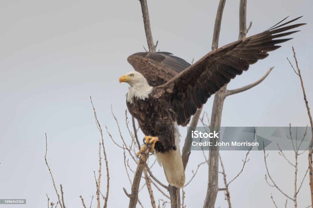 Bald Eagle on perch taking flight to move to another tree closer to the nest Bald Eagle on perch taking flight to move to another tree closer to the nest in central Montana of the United States of America (USA). Nearest towns are Billings and Roundup, Montana. Eagle - Bird Stock Photo