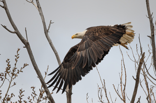 Bald Eagle flying to move to another tree closer to the nest in central Montana of the United States of America (USA). Nearest towns are Billings and Roundup, Montana.