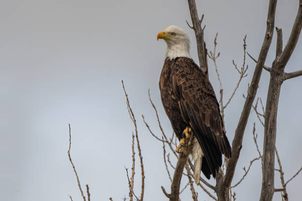 istock Bald Eagle on perch considering move to another tree closer to the nest 1396143211