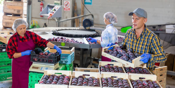 istock Group of farmers preparing plums for packaging 1396143430