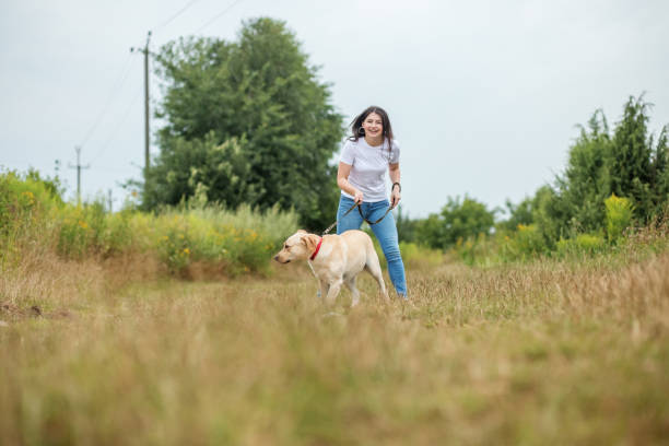 istock Young playful dog is active on the green grass. Playing pets, pet concept. 1396144824