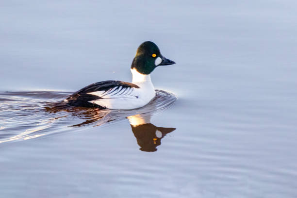 istock Common Goldeneye in open water 1396144867