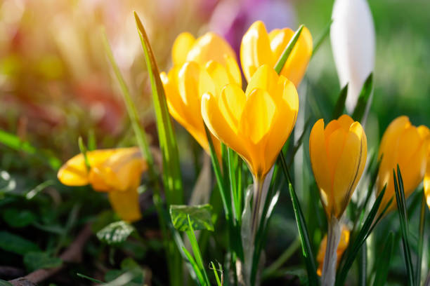 晴れた春の日に緑の芝生の上の美しい黄色のクロッカス。 高品質の写真。春の花。春 - snow crocus flower spring ストックフォトと画像