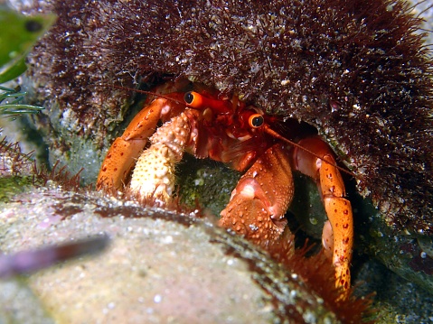 Close up hermit crab
