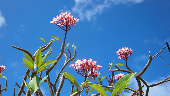 Blooming frangipani or red-jasmine, temple tree (Plumeria rubra) on a sky background, Cuba, Varadero