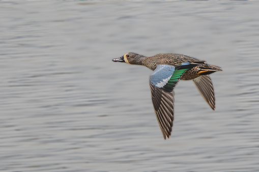 Blue-winged Teal duck flying over lake in central Montana of the United States of America (USA).