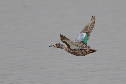 Blue-winged Teal duck flying over lake in central Montana of the United States of America (USA).