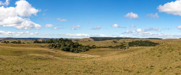 istock Araucaria trees and farm field 1396148734