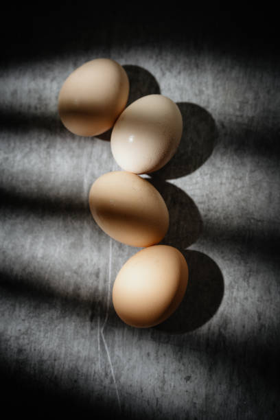 The sun shone on the eggs