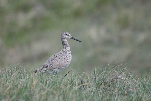 Willet shorebird feeding beside high prairie lake in Montana in the northwest area of the United States of America (USA).