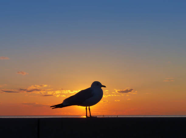 Seagull close up, Seagull over a bright scenic sunset.