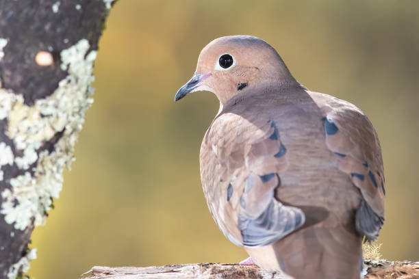 istock Profile of a Mourning Dove Perched on a Branch 1396154884