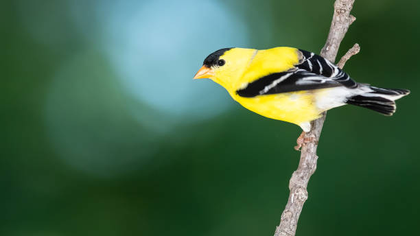 american goldfinch perched on a slender tree branch - american goldfinch branch perching finch imagens e fotografias de stock