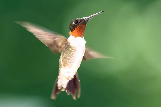 istock Ruby Throated Hummingbird Hovering in the Green Forest 1396154900