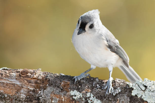 istock Tufted Titmouse Perched on an Autumn Branch 1396154926