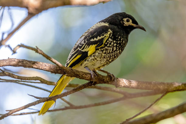 regent honeyeater - honeyeater zdjęcia i obrazy z banku zdjęć